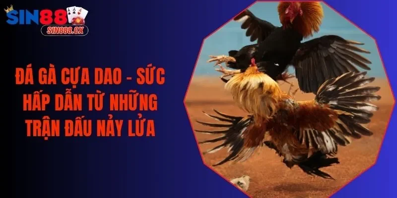 Đá Gà Cựa Dao - Sức Hấp Dẫn Từ Những Trận Đấu Nảy Lửa