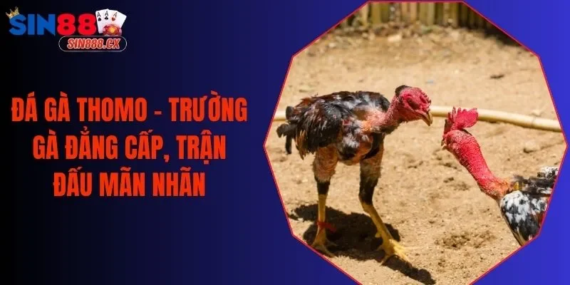 Đá Gà Thomo - Trường Gà Đẳng Cấp, Trận Đấu Mãn Nhãn