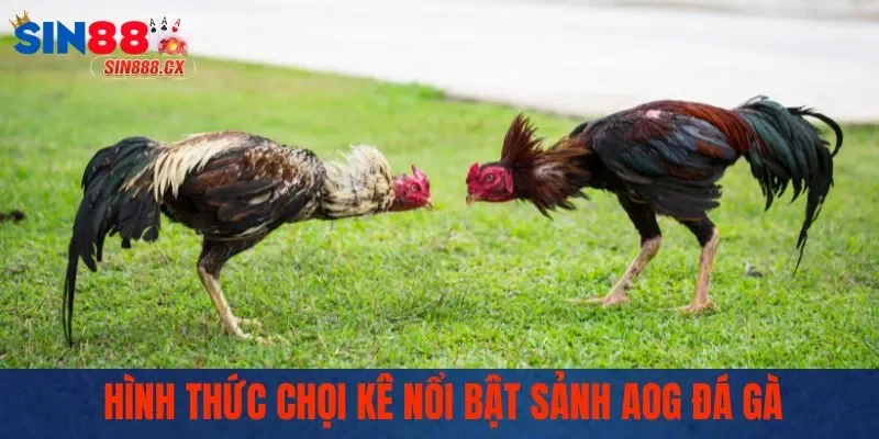 Hình thức chọi kê nổi bật sảnh AOG đá gà