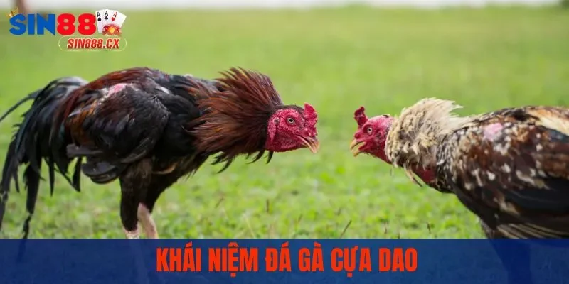 Khái niệm đá gà cựa dao