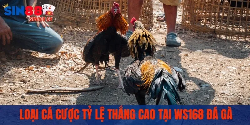WS168 Đá Gà | Chọi Kê Sôi Động, Trải Nghiệm Bùng Nổ 3 Loại cá cược tỷ lệ thắng cao tại WS168 đá gà
