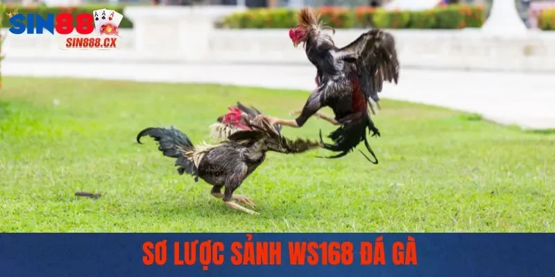 WS168 Đá Gà | Chọi Kê Sôi Động, Trải Nghiệm Bùng Nổ 1 Sơ lược sảnh WS168 đá gà