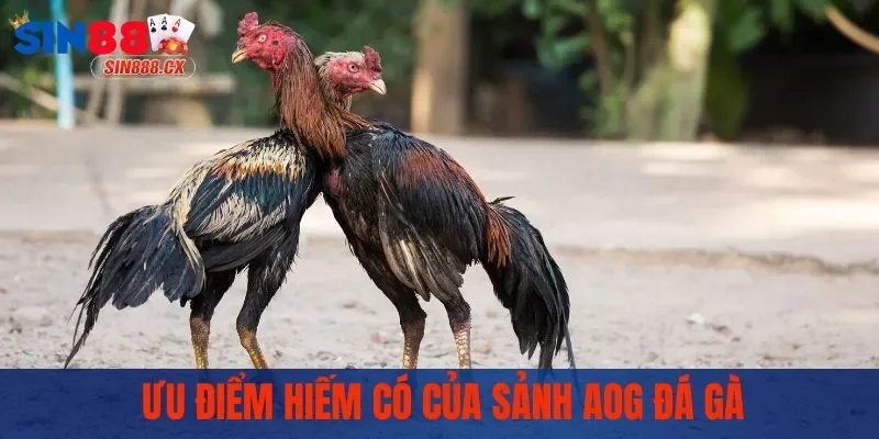 Ưu điểm hiếm có của sảnh AOG đá gà